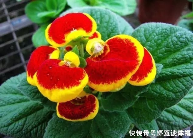 蒲包花|此花花形独特,一眼望去犹如一个个鼓鼓的钱包,寓意着富贵与富有