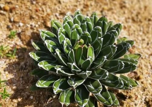 多肉盆栽,天冷不上色怎么办?关小黑屋叶子1个月就变糖果色