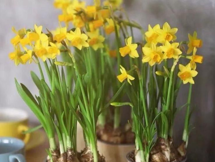 养花就养4种花,好养易活花量大,双喜迎门,新的一年好兆头