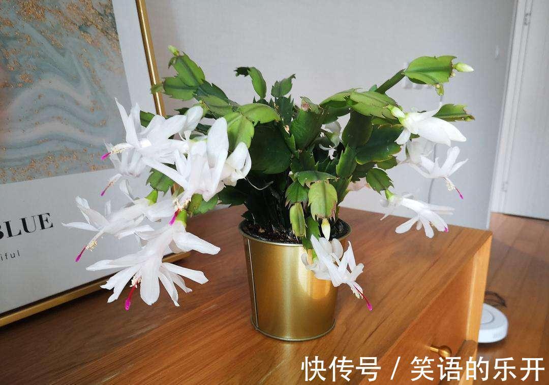 积水|适合“干养”的11种花,天冷更加要控水,不然难过冬