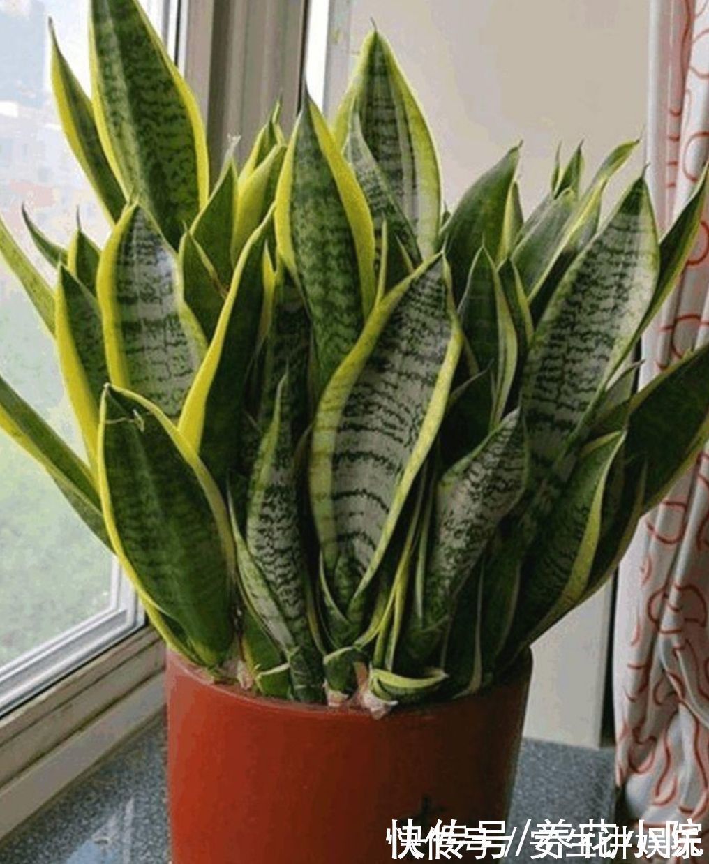 养分|虎皮兰爱喝“3种水”,经常用它浇一浇,不断冒新芽