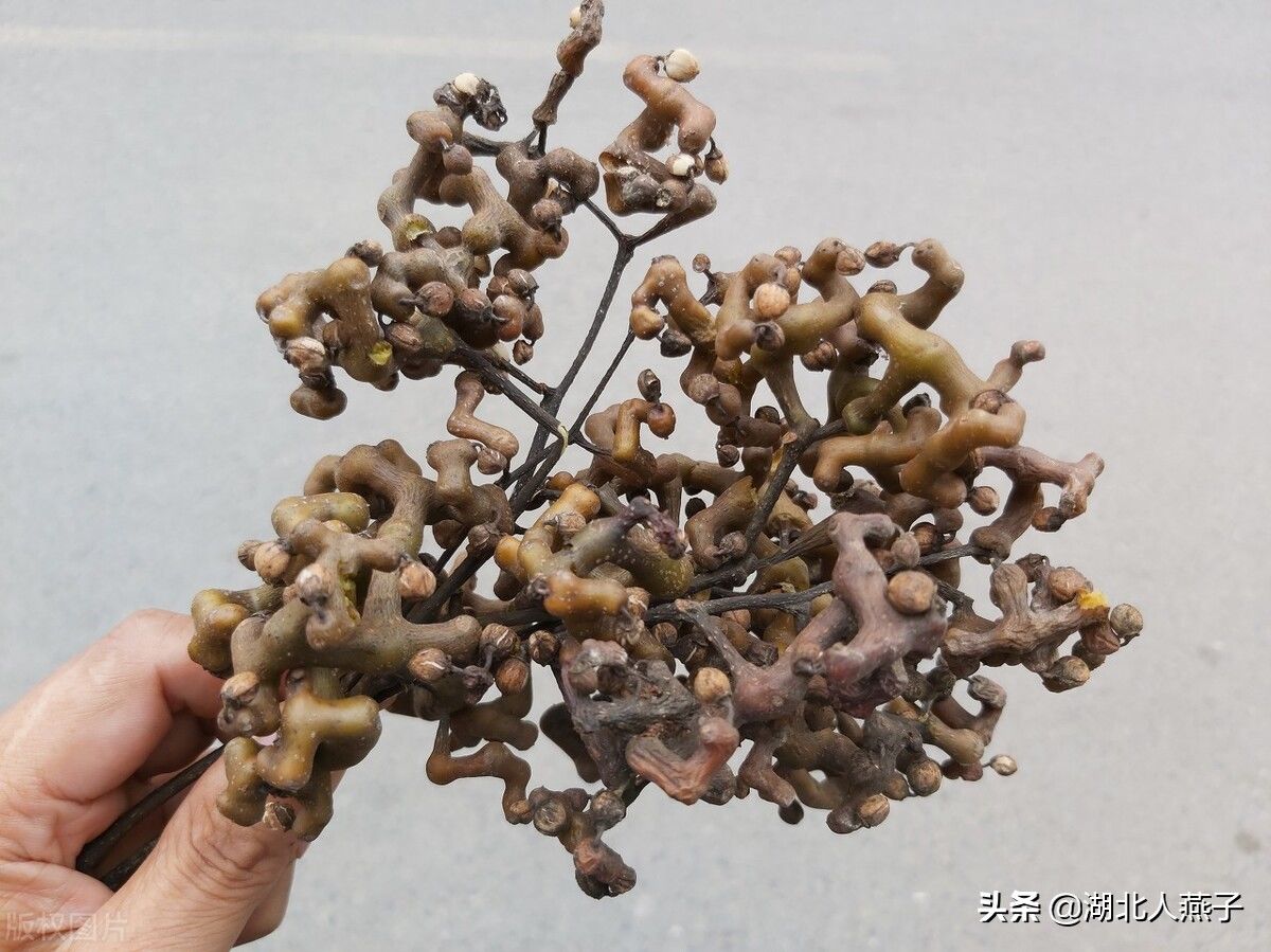 野菜|49种野菜大图片，带你见识不同的野菜和吃法，你想要的野菜这里有