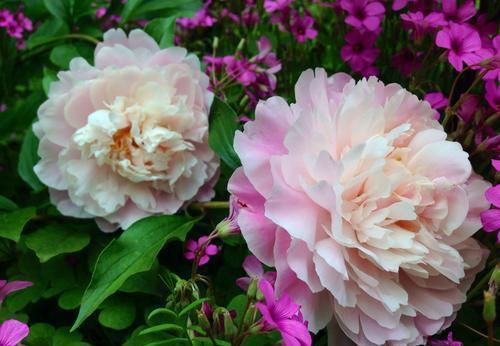 5种耐寒花,颜值高好养护,家里养一盆,过冬无压力!