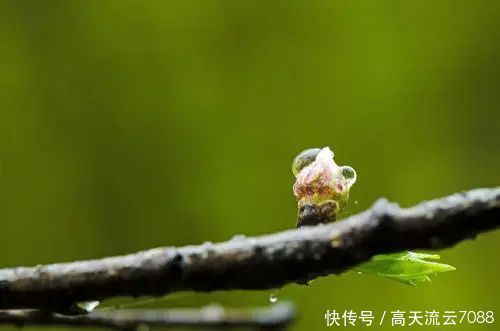 七绝《春之雨景》新韵