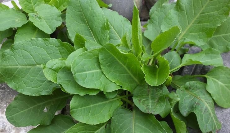 這種野草名字特別的有意思,你們了解這種野草嗎?