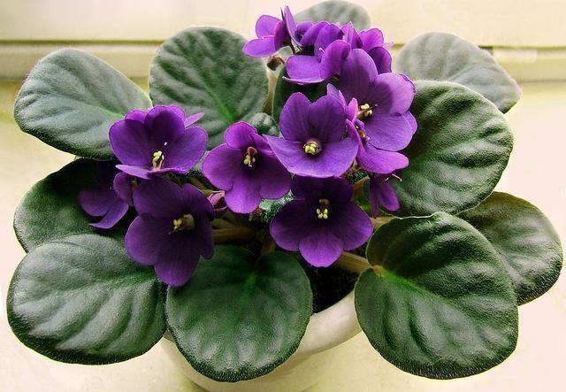 盆栽非洲堇，好养易爆盆，一年四季花开不断！