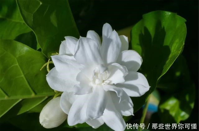 若不差这点钱,家里应养上5种花,清香静心,提升新年幸福感