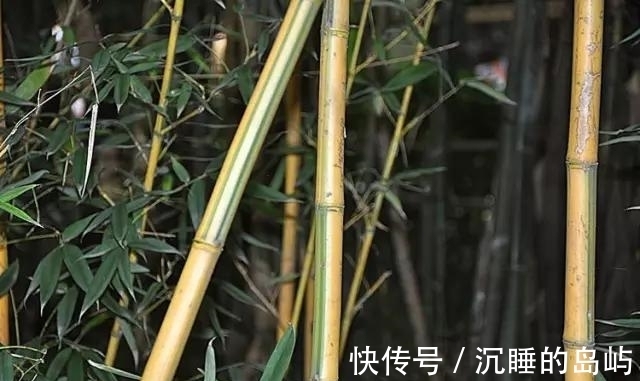 桂竹|26种 · 竹子大全