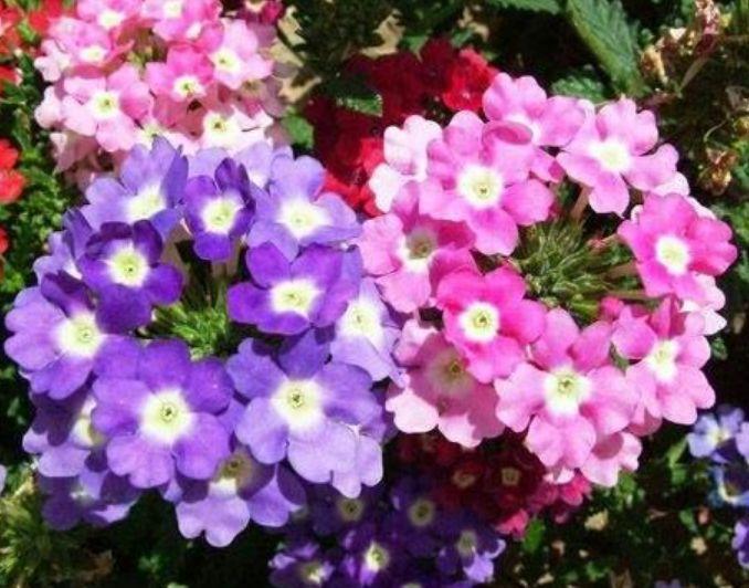 4种福运花,自带福气好养活,人养花,花也养人,家里养真适合