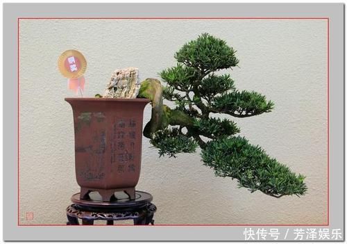 盆景|单独成派盆景多样有特色通派盆景怎么这么吸引人