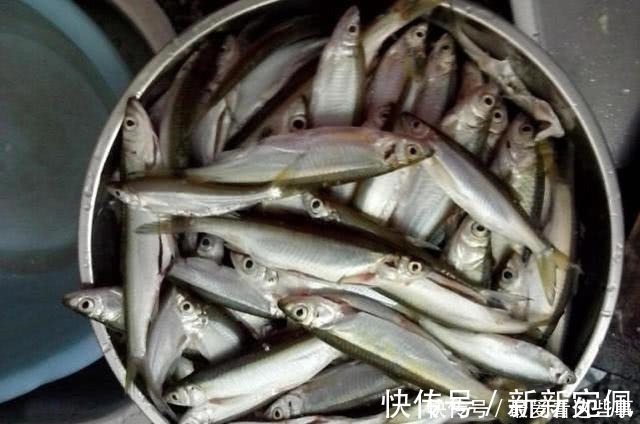蛆虫|钓白条鱼真是累人,用我分享的方法,只要你下钩,它就在那等你