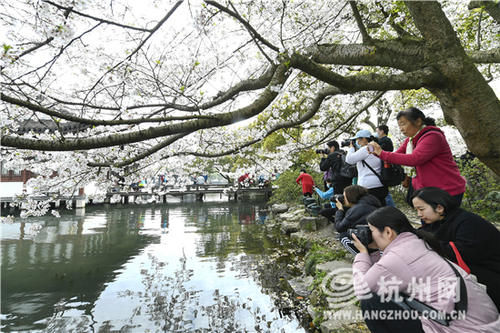 春光照杭城 樱花醉游人（组图）