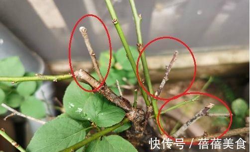 救治梅花枯枝病,做好几点就够了,快来了解一下