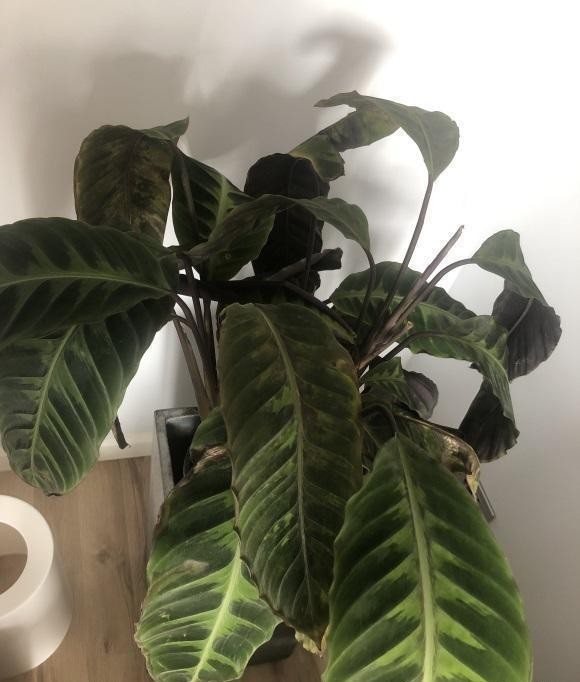 阳台|家里的花,不要放在阳台边上,一阵冷风吹过来,绿叶变黄叶