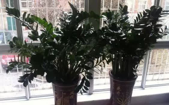 养花不如“养树”,这3种最合适,养人、旺财、吸甲醇,值!