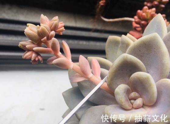 花箭|多肉开花后,赶紧剪掉,不然母株会死掉!