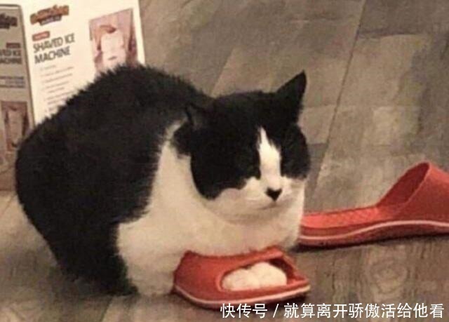 艺术家|艺术家创造有趣的动物雕塑,你觉得哪个最搞笑