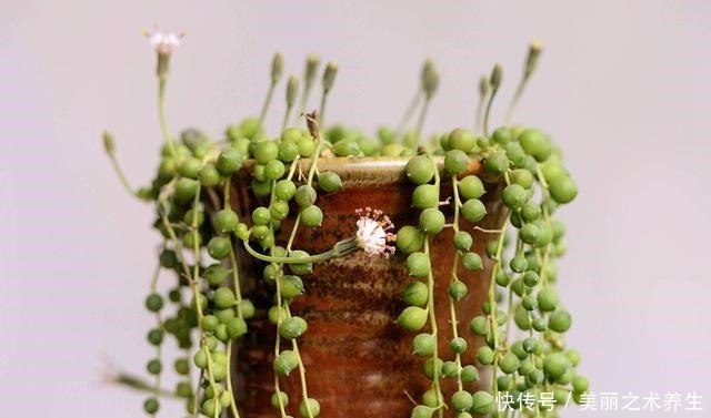 多肉植物有这几个症状,就是休眠了,了解清楚轻松度夏!