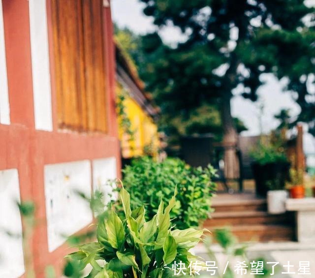 宝莲寺|千年古寺里一家藏满“猫”的素面馆，感受不一样的宁静与淡泊！