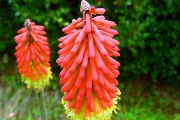 此花所代表的是希望,还有灿烂的人生,是有着非凡意义的花