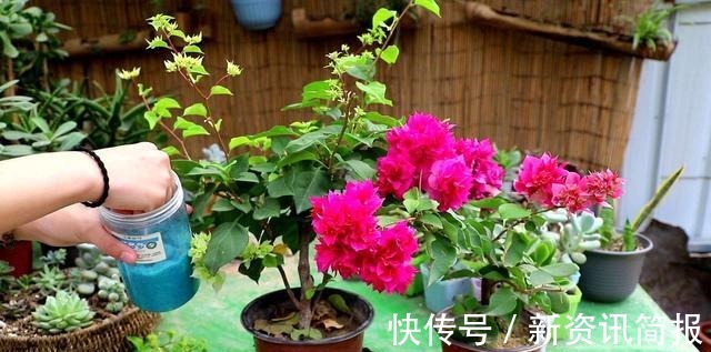 春夏秋冬|花期超长的“3种花”，从春开到冬，一开就是200多天，值得养！
