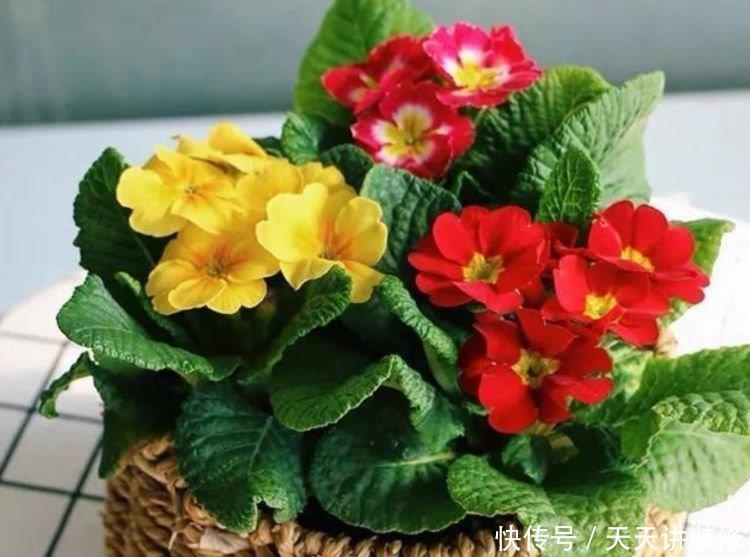 自带“福运”的3种花,开花漂亮财运来,枝头窜满花苞,美