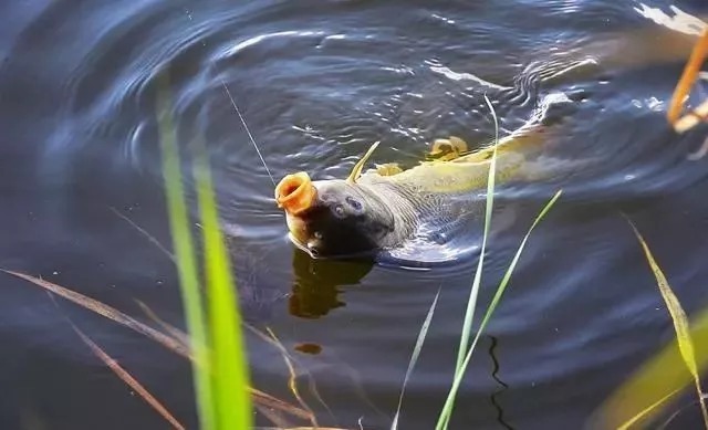 红糖和蜂蜜在钓鱼中的作用是增甜？不改变这种固有思维很难钓好鱼