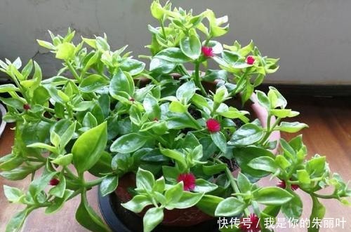花期|别再养绿萝了,这种室内花卉,叶绿花美,养护简单,值得拥有!