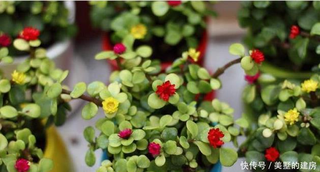 漂亮|养金枝玉叶,一个小方法,一片叶子都不掉,长得枝繁叶茂又漂亮