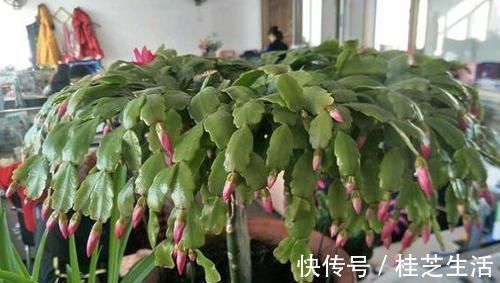 蟹爪兰哗哗掉叶子,避开2个“坑”,蹭蹭冒新叶,一年开花好几茬