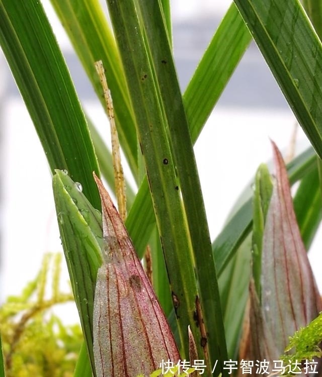 兰花分株的正确方法有哪些？新手兰友速成技巧，简单又实用