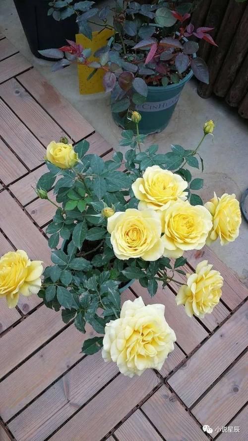 月季花|新品阳台盆栽月季，不输果汁阳台，植株低矮，四季花开，还很好养