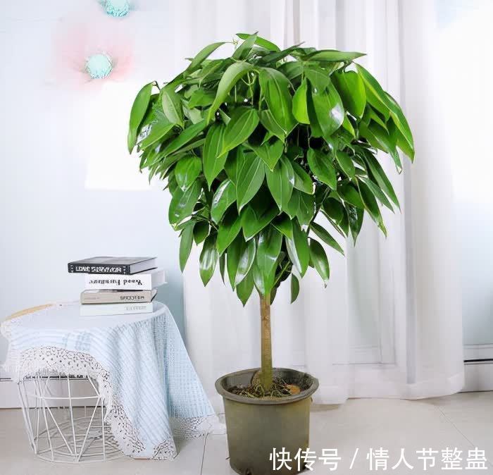 寓意|12种花,建议养一盆,不仅吸收废气,还有“旺财添福”的美好寓意