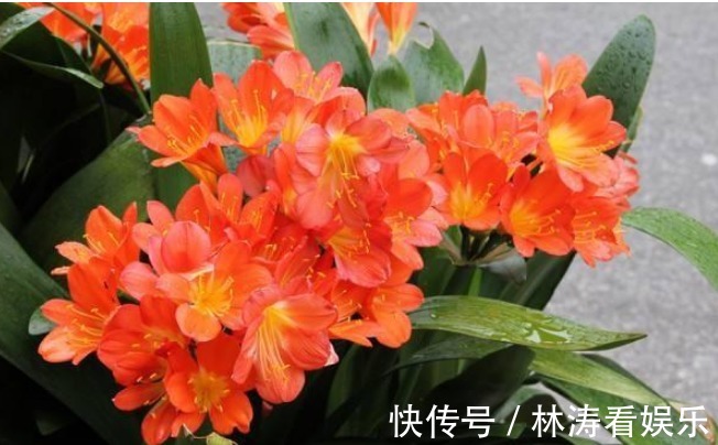 叶片|君子兰不开花学会1招，叶片绿油油，花朵开爆盆，年年开花不断