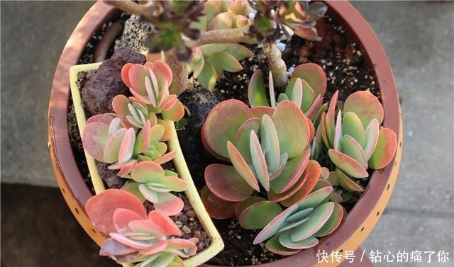 唐印,从菜到萌,从一到多!