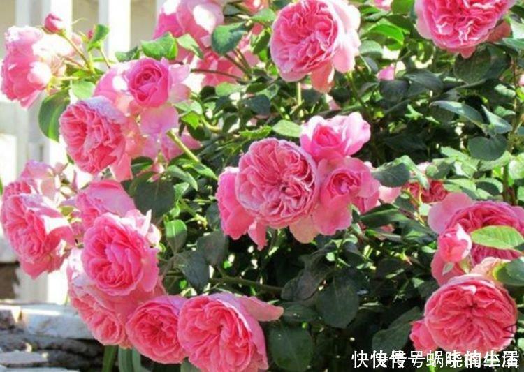 大花球|4种花,堪称花界“劳模”,365天开不停,养几盆,全年有花赏!