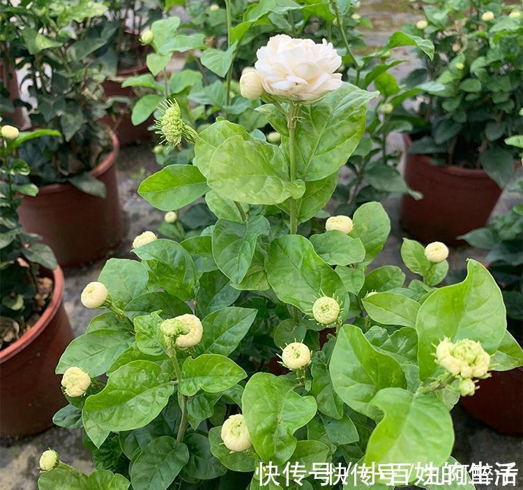 茉莉|此花号称“花中仙”，姿态端庄赛玫瑰，花期200天，新手也能养