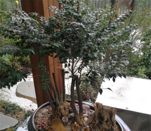 香水|这3棵树穷也要养,院中来1棵,香飘满室安神养人,比名牌香水还好