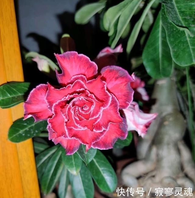 老花农教你这么做,花儿不积水不烂根,盆盆长的精神