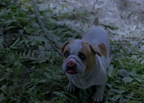 斗罗大陆真人版:罗三炮形态出现,是宠物狗身上,按一个猪鼻子