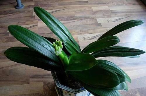 大花|张大爷养君子兰,白天喝口酒,晚上闷上头,20天窜出大花箭!