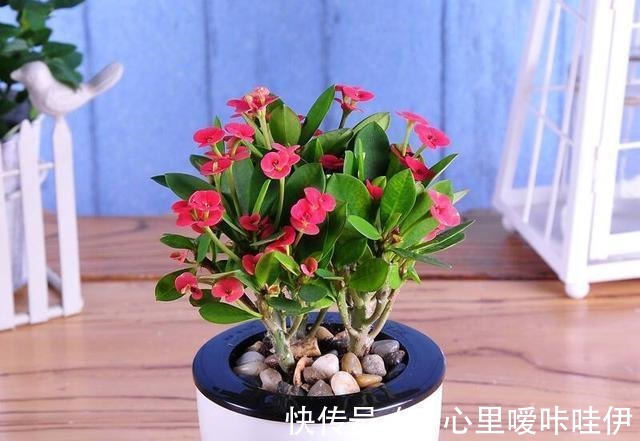 5种花“不吉利”,再喜欢也别放“室内”,你家若有,抓紧搬出去