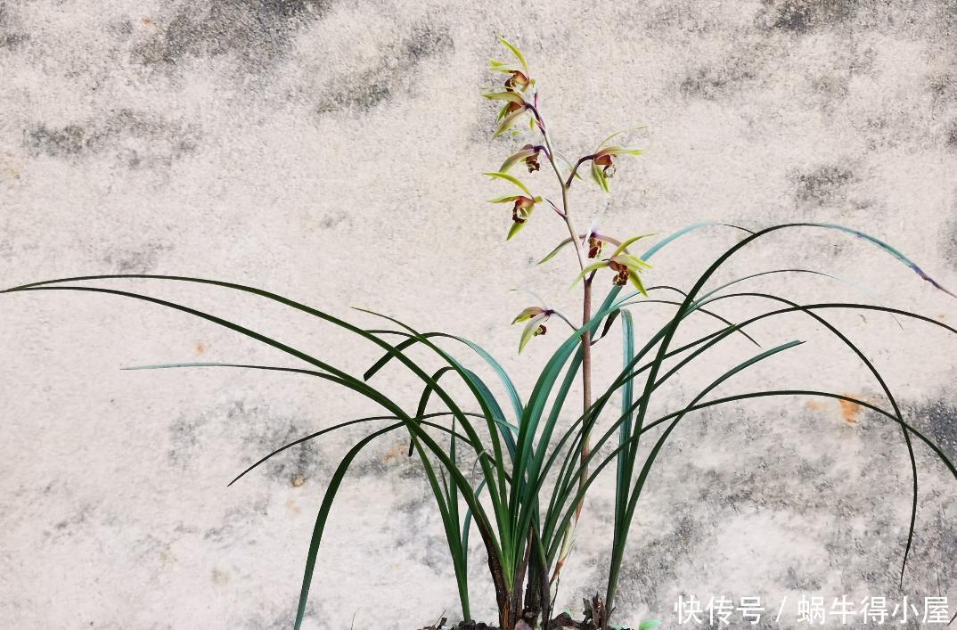 兰花什么时候种植?记住一句话:金4银10就不难了