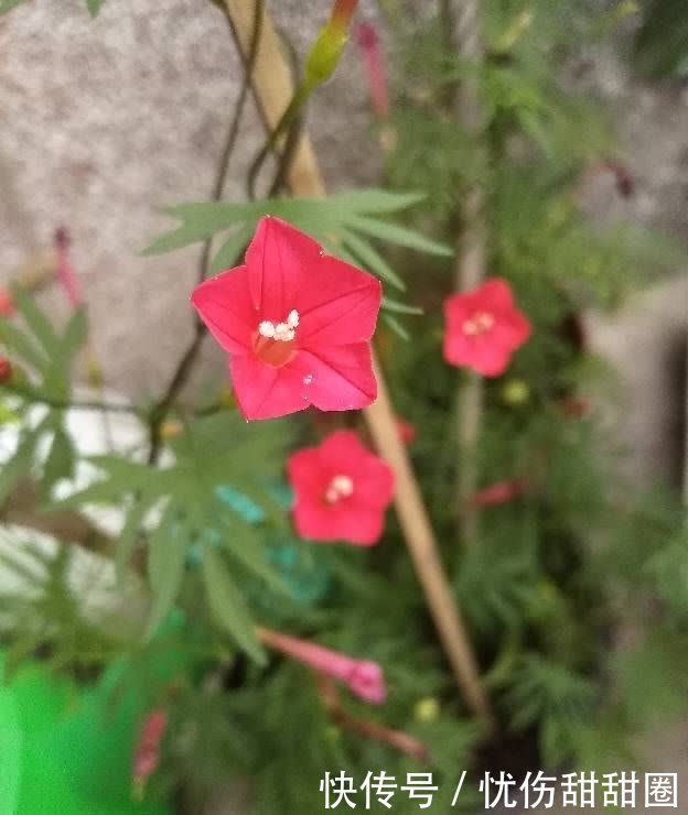 春天就养这2种花,一盆可以开一整个阳台的花儿,漂亮清新