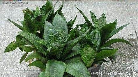 君子兰|花盆里埋点这东西,君子兰虎皮兰蹭蹭疯长,连虫子都不见了