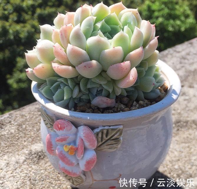 光照|多肉植物叶插发芽后该如何养护浇水要注意,让根系更强健