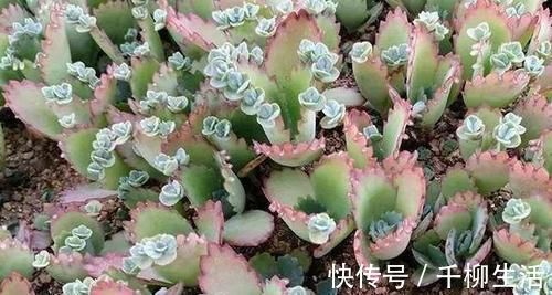 植物|盆栽的朋友认识吗?此为不死鸟,落地就能生根,养好了价值高