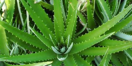 想长寿全靠吃,3种食物不能省,延缓衰老,滋补身体,早吃早受益