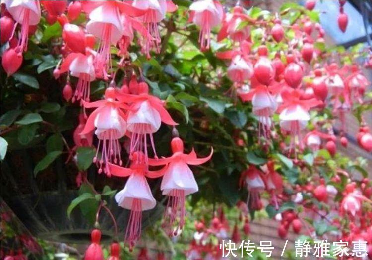 枝繁叶茂|阳台养几款花,花开枝繁叶茂,一开花就停不下来