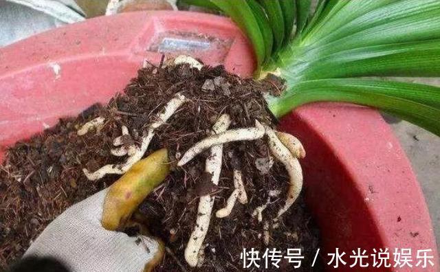 君子兰|做好“2件事”,君子兰“根壮”,新叶多,年年开“爆盆”